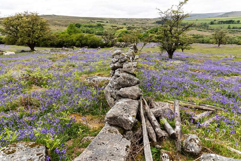 Once you've explored Dartmoor why not compare Exmoor.