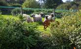 The cutest of sheep reside in the field next door. - Thumbnail Image