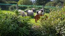 The cutest of sheep reside in the field next door.