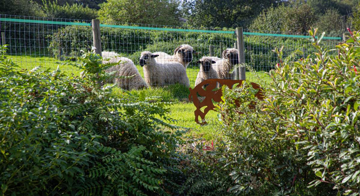 The cutest of sheep reside in the field next door.