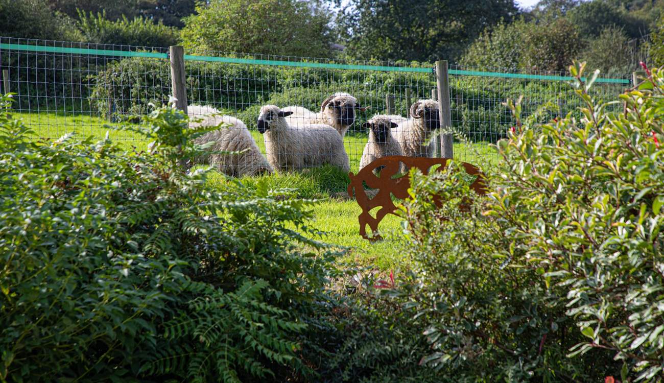 The cutest of sheep reside in the field next door.