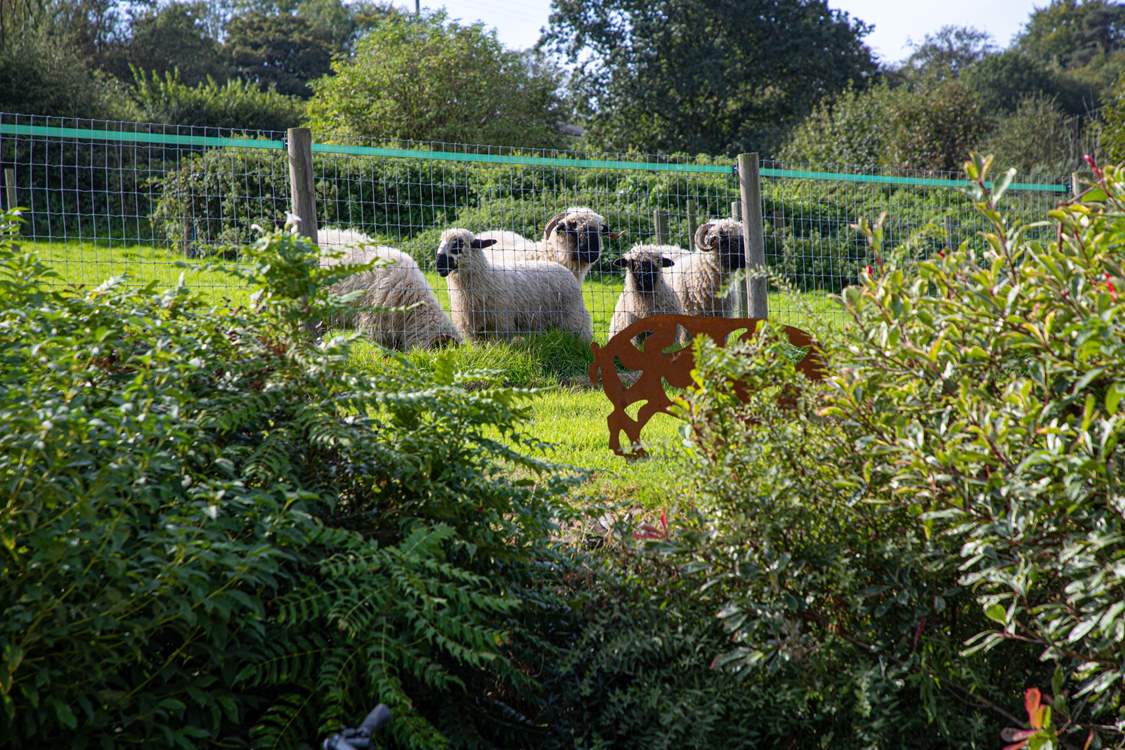 The cutest of sheep reside in the field next door.
