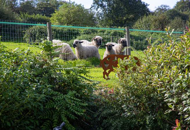 The cutest of sheep reside in the field next door!