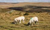 Dartmoor and Exmoor are the perfect escape no matter the season. - Thumbnail Image