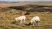 Dartmoor and Exmoor are the perfect escape no matter the season.