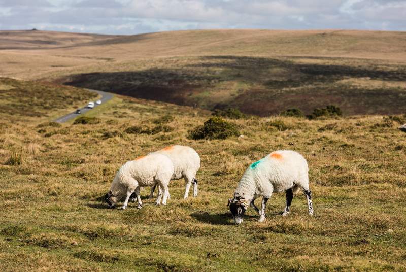 Dartmoor and Exmoor are the perfect escape no matter the season.