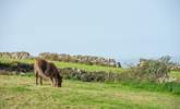 You may spot a moor pony as you walk along the coast path.  - Thumbnail Image