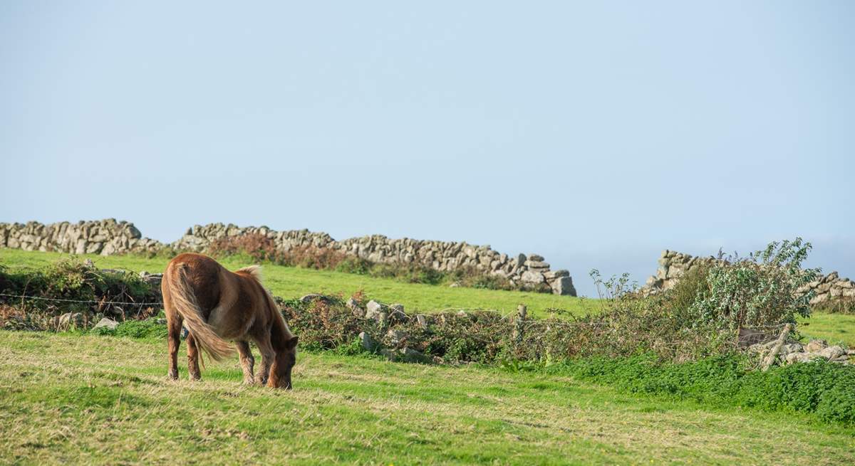 You may spot a moor pony as you walk along the coast path. 