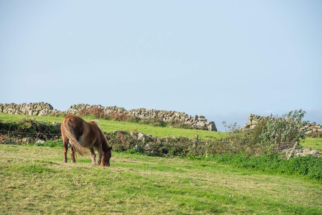 You may spot a moor pony as you walk along the coast path. 