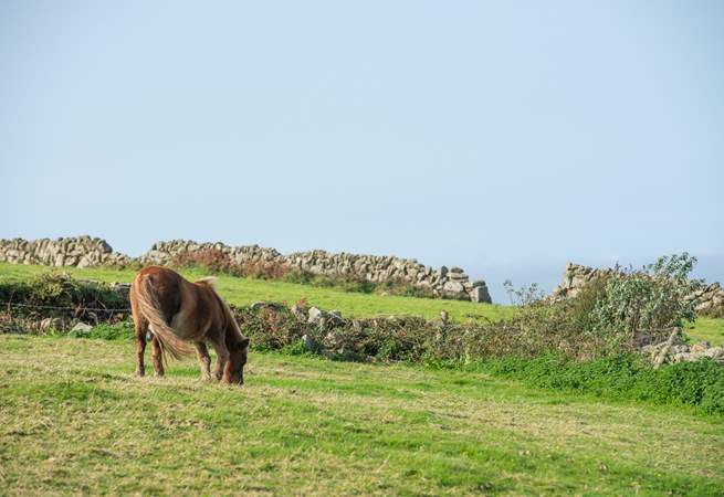 You may spot a moor pony as you walk along the coast path. 