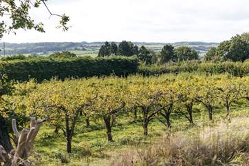 The pear and apple orchards produce abundant fruit.