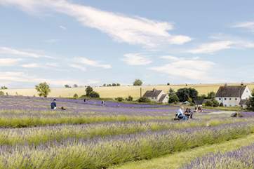 The stunning lavender fields of Snowshill.