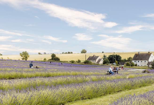 The stunning lavender fields of Snowshill.