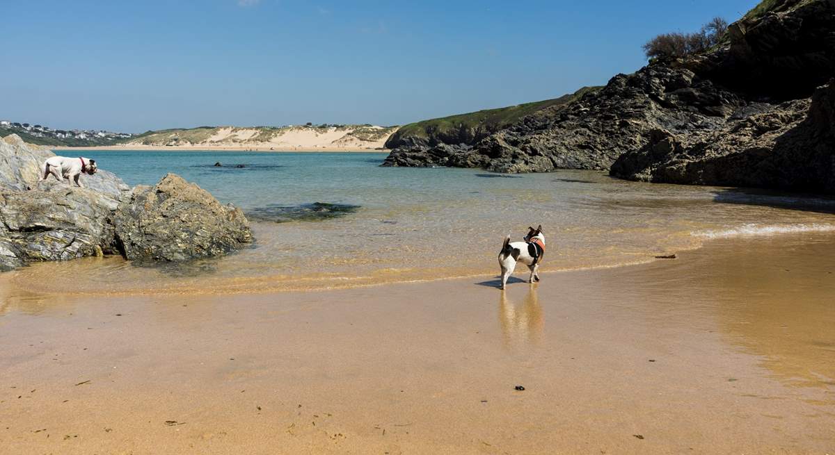 Crantock beach is a wonderful place to take your four legged friend for a walk.