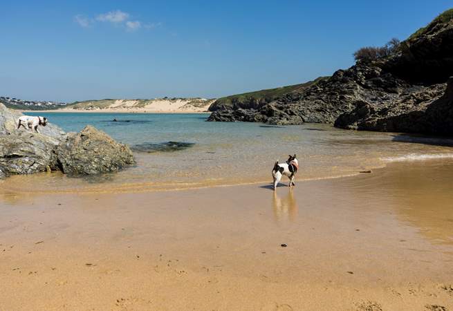 Crantock beach is a wonderful place to take your four legged friend for a walk.