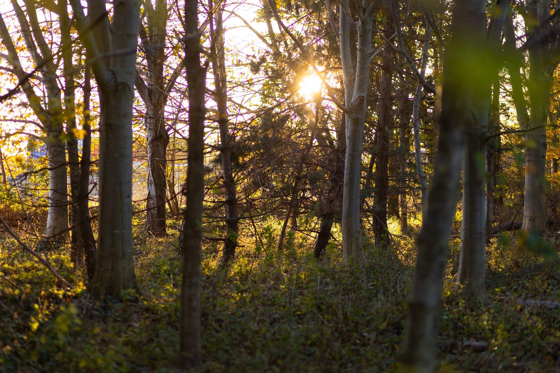 Take a wander through the shady wooded area in the garden.
