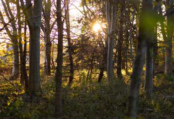 Take a wander through the shady wooded area in the garden.