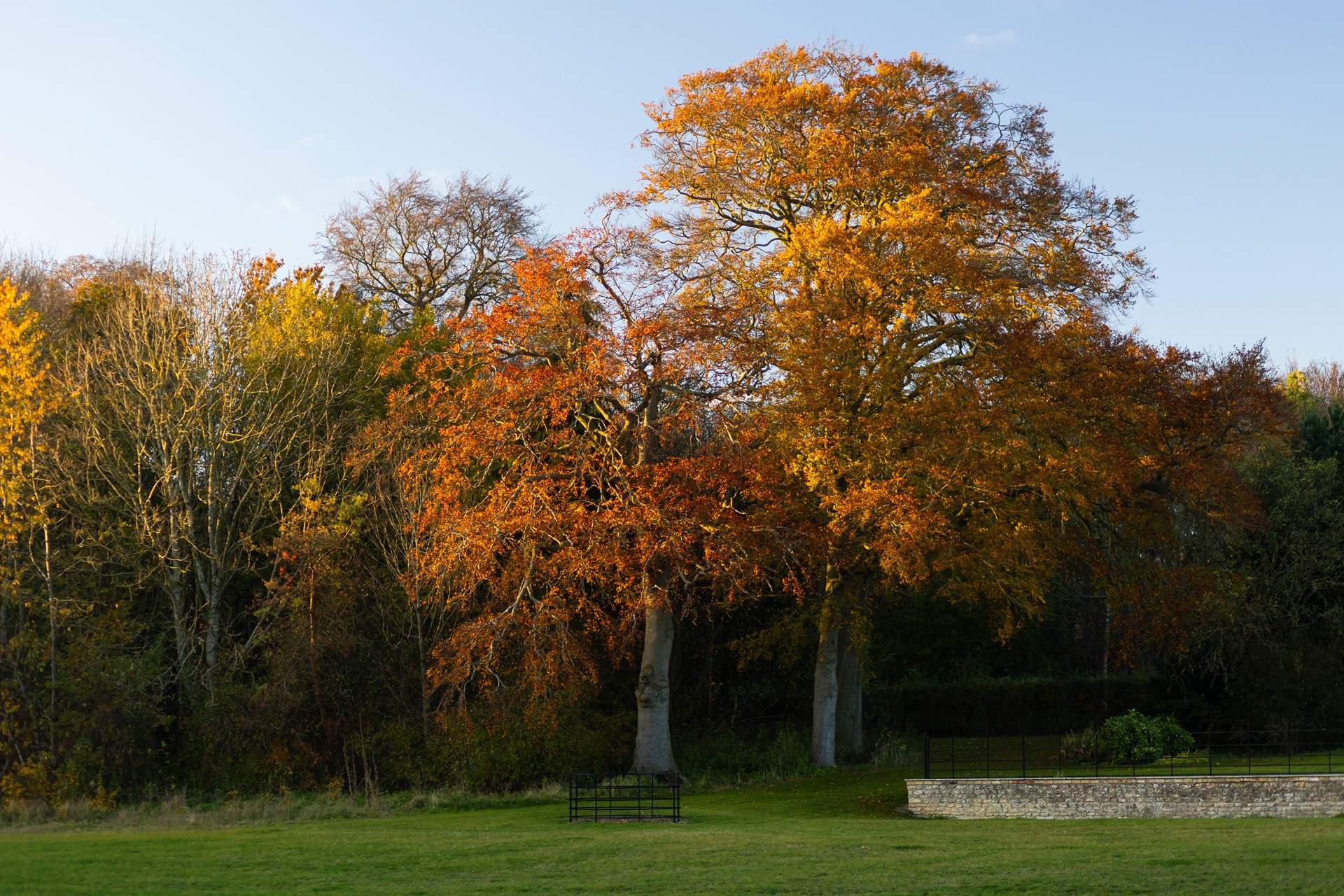 Mature trees in the autumn sunshine.