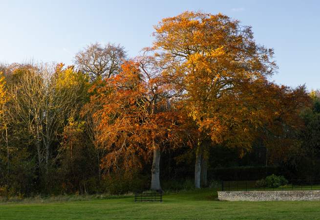 Mature trees in the autumn sunshine.