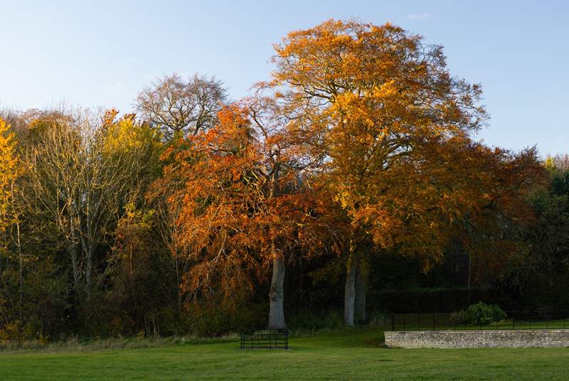 Mature trees in the autumn sunshine.