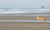 Your four-legged friends will love walks along the local beaches. - Thumbnail Image