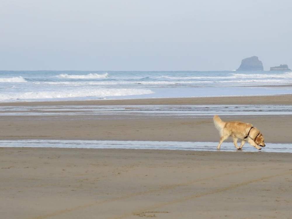 Your four-legged friends will love walks along the local beaches.