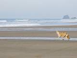 Your four-legged friends will love walks along the local beaches.