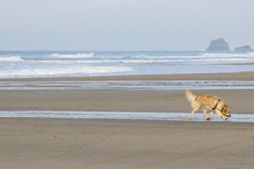 Your four-legged friends will love walks along the local beaches.