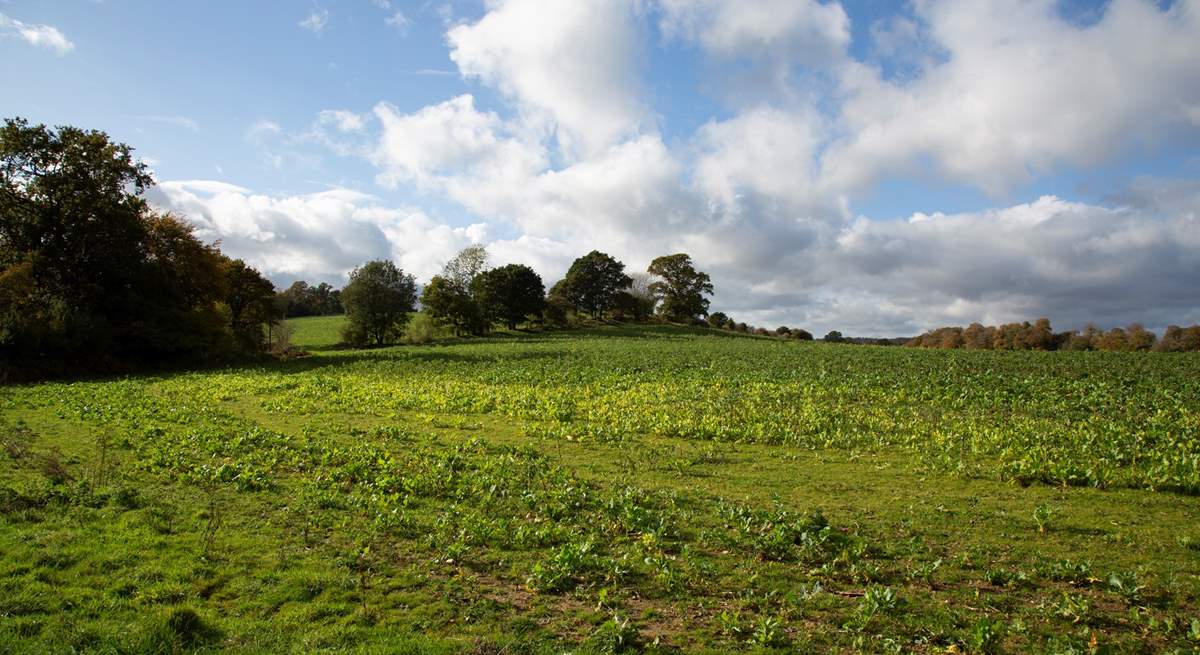 Lots of lovely walks to enjoy around the Cowdray Estate.