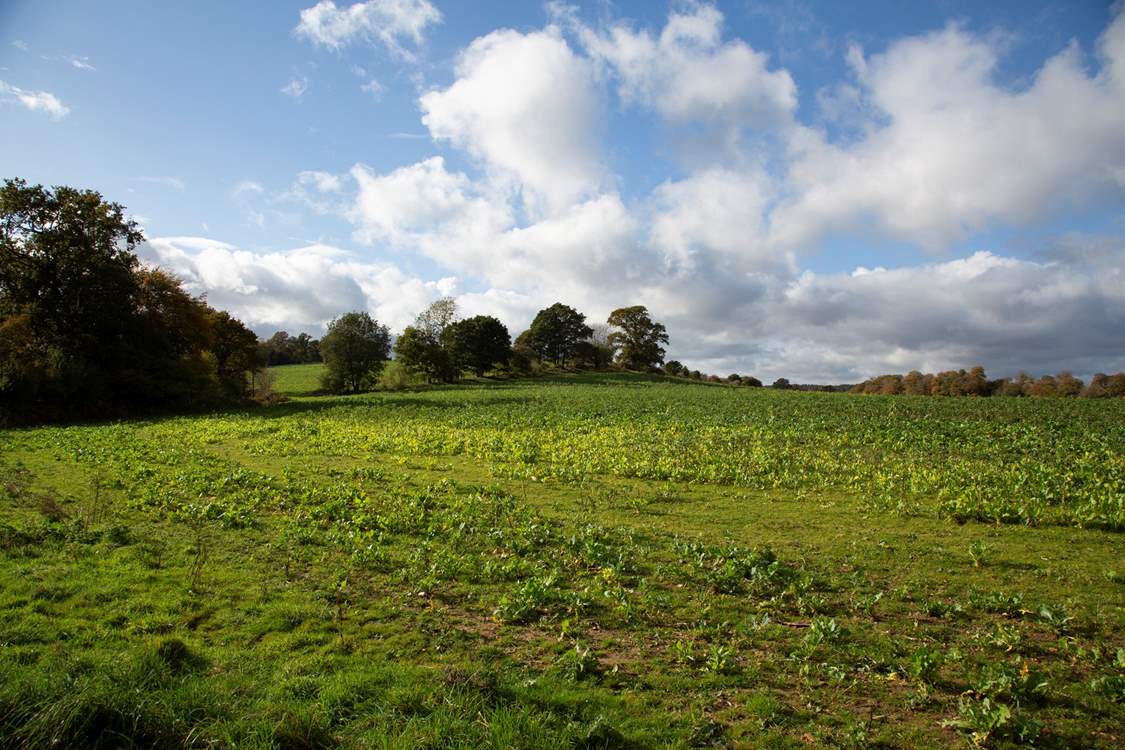 Lots of lovely walks to enjoy around the Cowdray Estate.