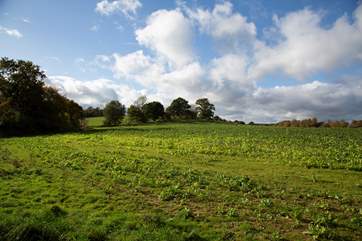 Lots of lovely walks to enjoy around the Cowdray Estate.