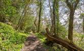 Numerous woodland walks can be found right on your doorstep. - Thumbnail Image