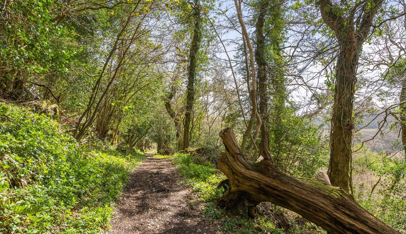 Numerous woodland walks can be found right on your doorstep.