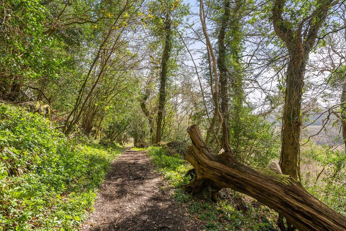 Numerous woodland walks can be found right on your doorstep.