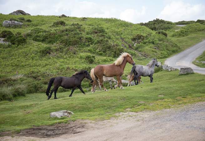 Dartmoor is home to many magnificent occupants.