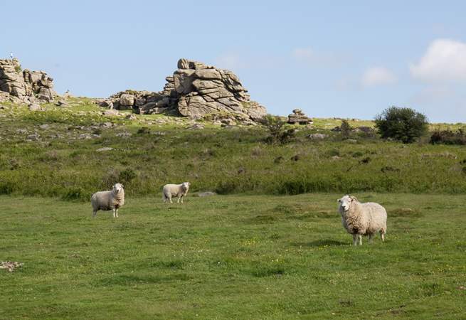 Including these cheeky Dartmoor chappies.