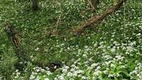 This pretty river walk is nearby and is a private walk belonging to the grounds of Rydon.