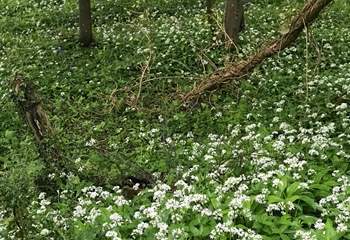 This pretty river walk is nearby and is a private walk belonging to the grounds of Rydon.