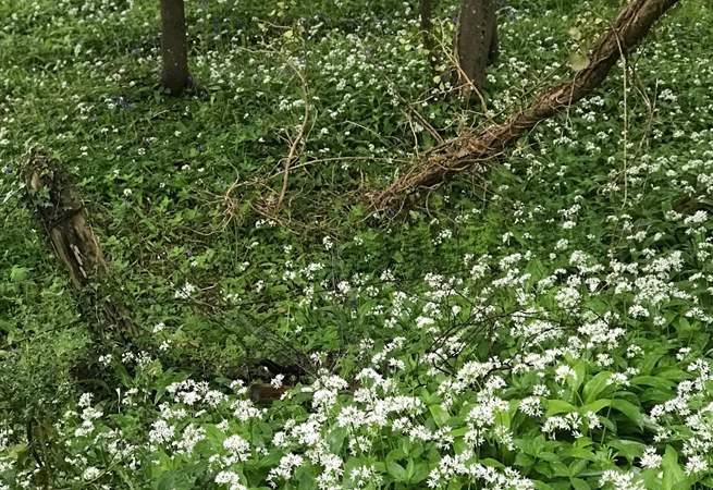 This pretty river walk is nearby and is a private walk belonging to the grounds of Rydon.