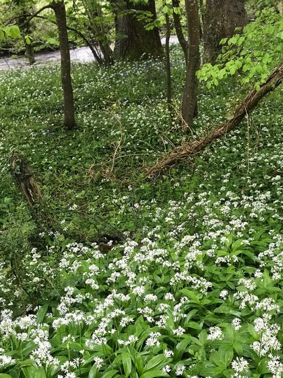 This pretty river walk is nearby and is a private walk belonging to the grounds of Rydon.