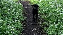 Your four-legged friend will also enjoy exploring these fabulous grounds, especially as they are completely private to you and the owners of Rydon.