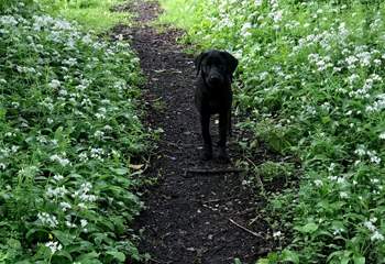 Your four-legged friend will also enjoy exploring these fabulous grounds, especially as they are completely private to you and the owners of Rydon.