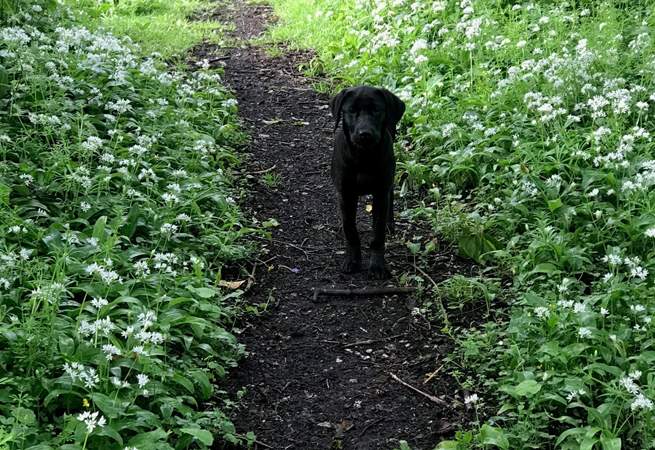 Your four-legged friend will also enjoy exploring these fabulous grounds, especially as they are completely private to you and the owners of Rydon.