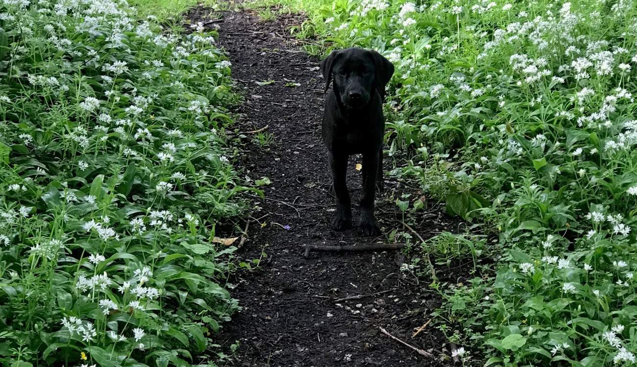 Your four-legged friend will also enjoy exploring these fabulous grounds, especially as they are completely private to you and the owners of Rydon.