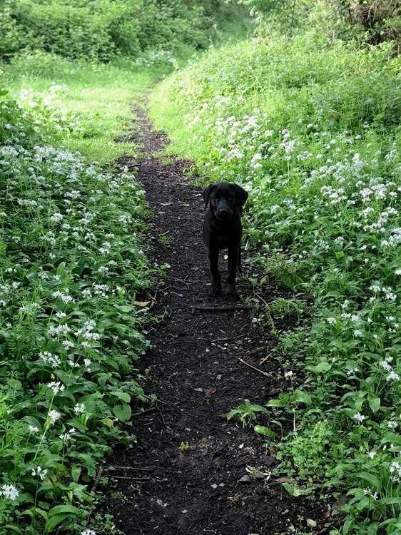 Your four-legged friend will also enjoy exploring these fabulous grounds, especially as they are completely private to you and the owners of Rydon.