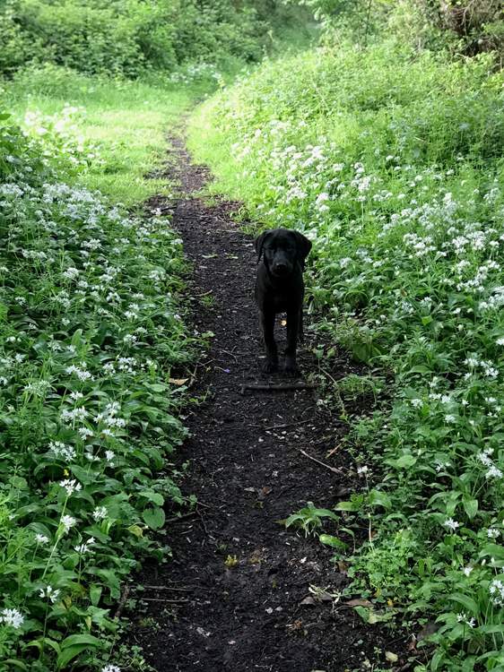 Your four-legged friend will also enjoy exploring.