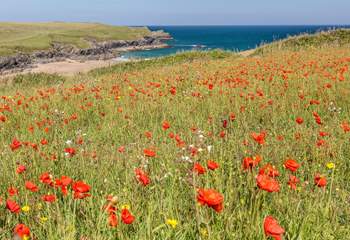 The poppies are worth a visit in May and June, you can walk to Pentire  Head from the cottage. 