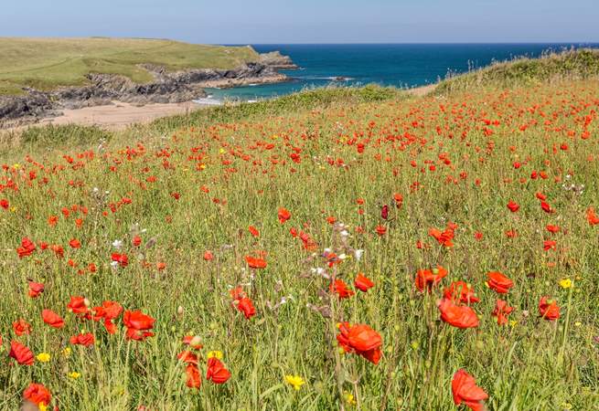 The poppies are worth a visit in May and June, you can walk to Pentire  Head from the cottage. 