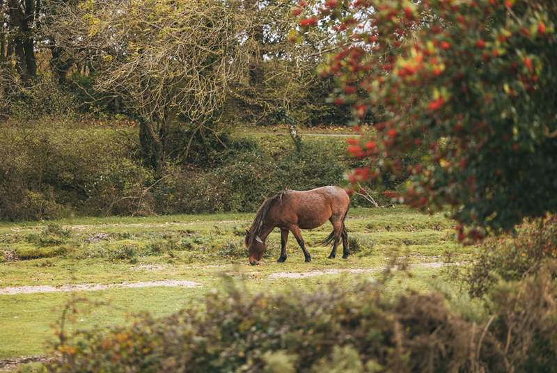 Visit the New Forest ponies at Hatchet Pond.