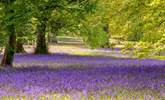 The bluebells at Enys Gardens look stunning during the spring. - Thumbnail Image